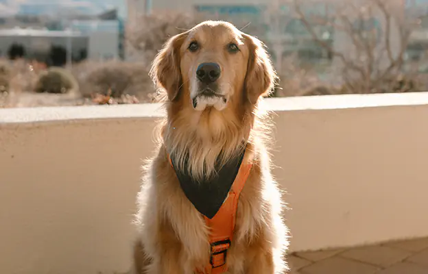 Volunteer Dogs
