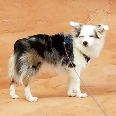 Blu