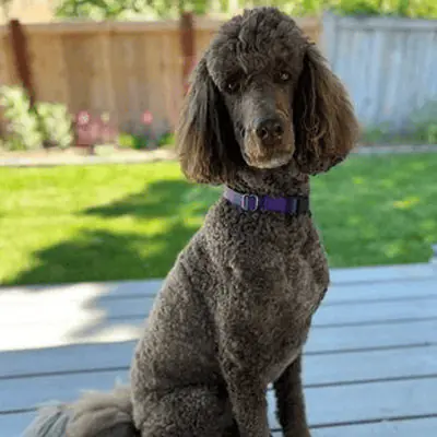 Gina